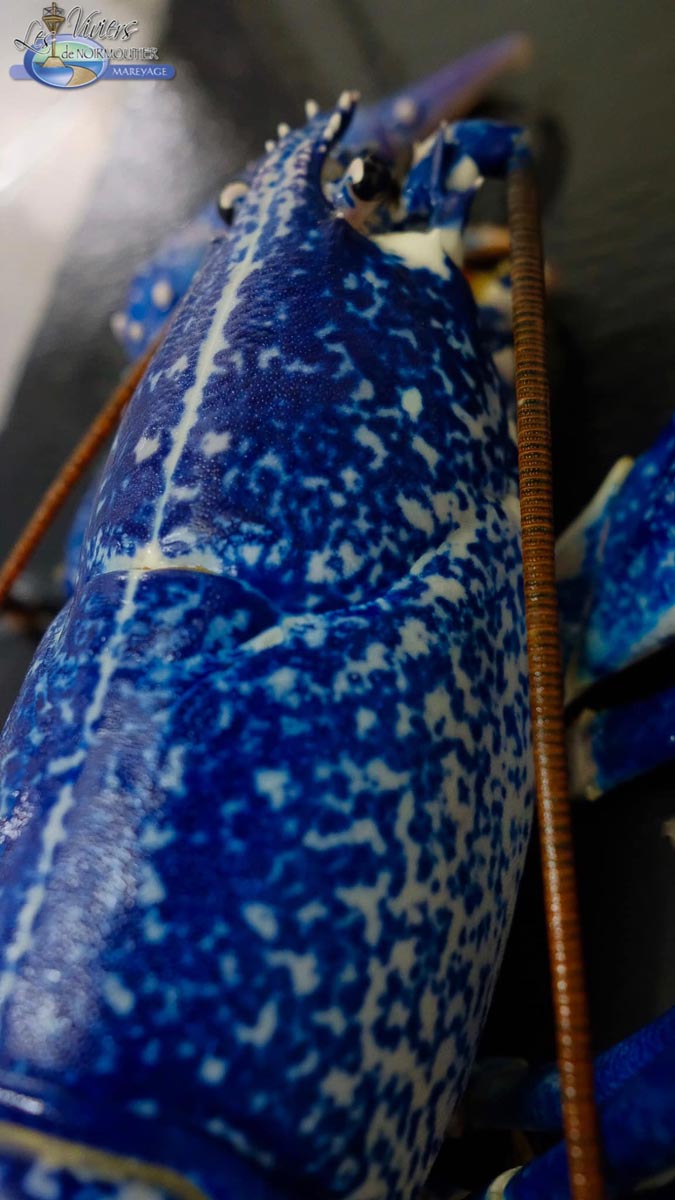 Homard bleu rare les viviers de noirmoutier saint gilles croix de vie vendee 85 1