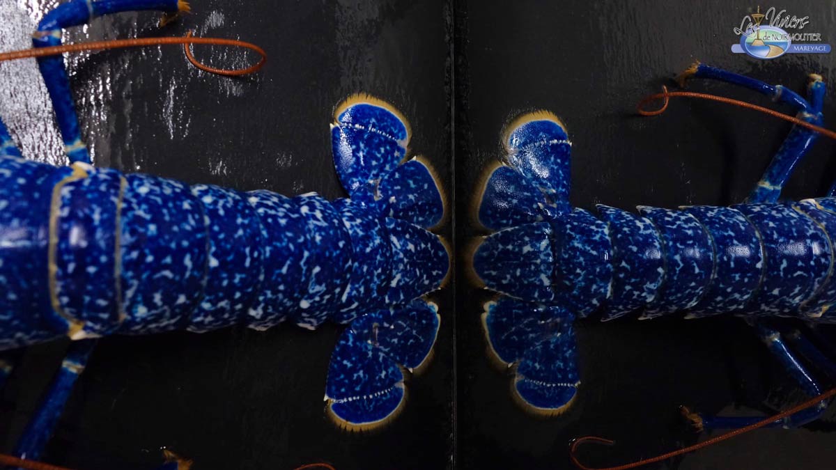Homard bleu rare les viviers de noirmoutier saint gilles croix de vie vendee 85 3